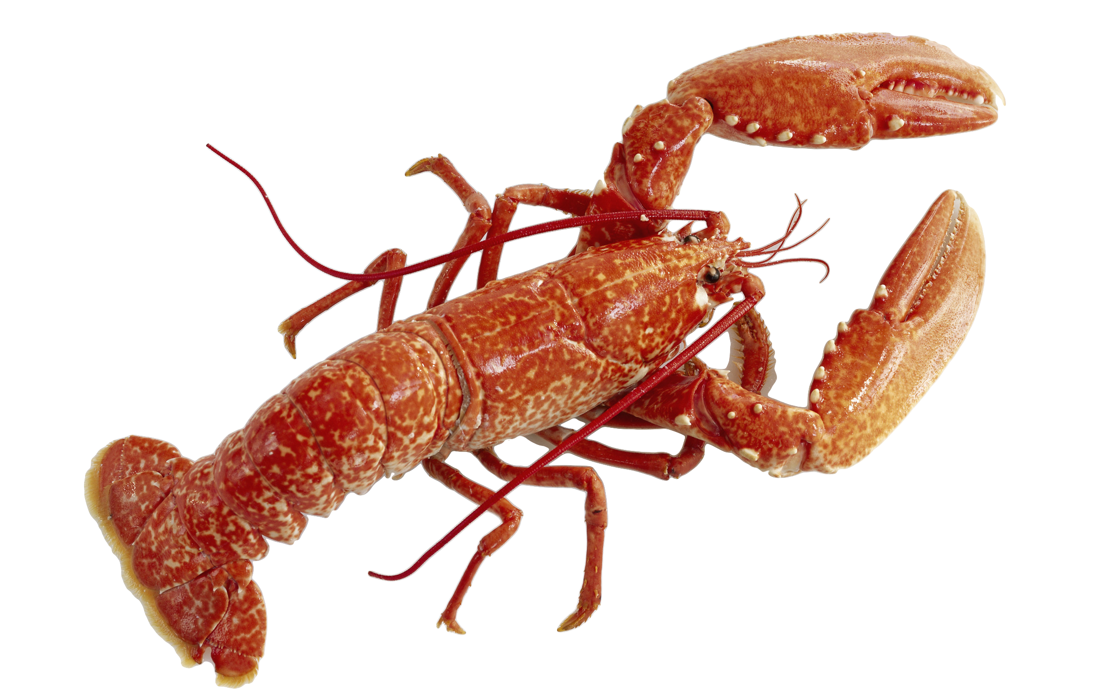 Lobster lobster.png