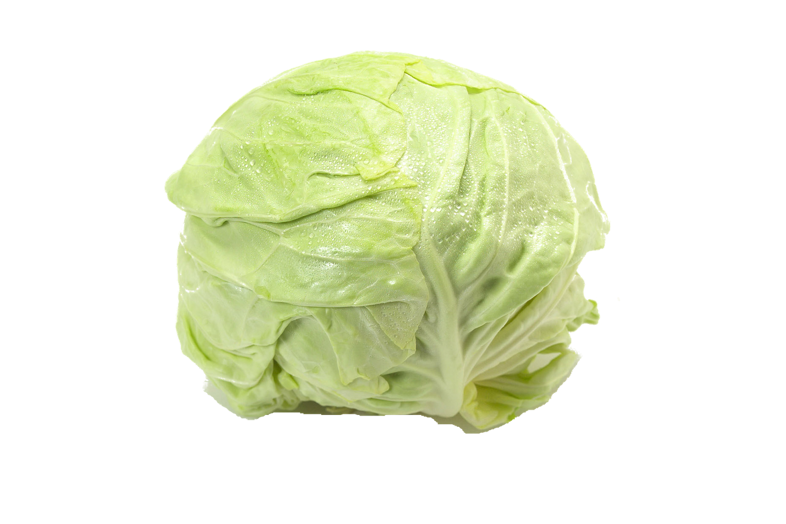 Lettuce lettuce.png